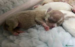 Chihuahua dogs for sale: Exquisite KC Registered Apple Chihuahua Puppies 💖 - Image 13
