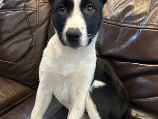 Border Collie dogs Beautiful Border Collies - Advert 6