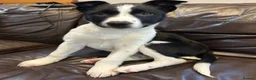 Border Collie dogs for sale: Beautiful Border Collies - Advert 2