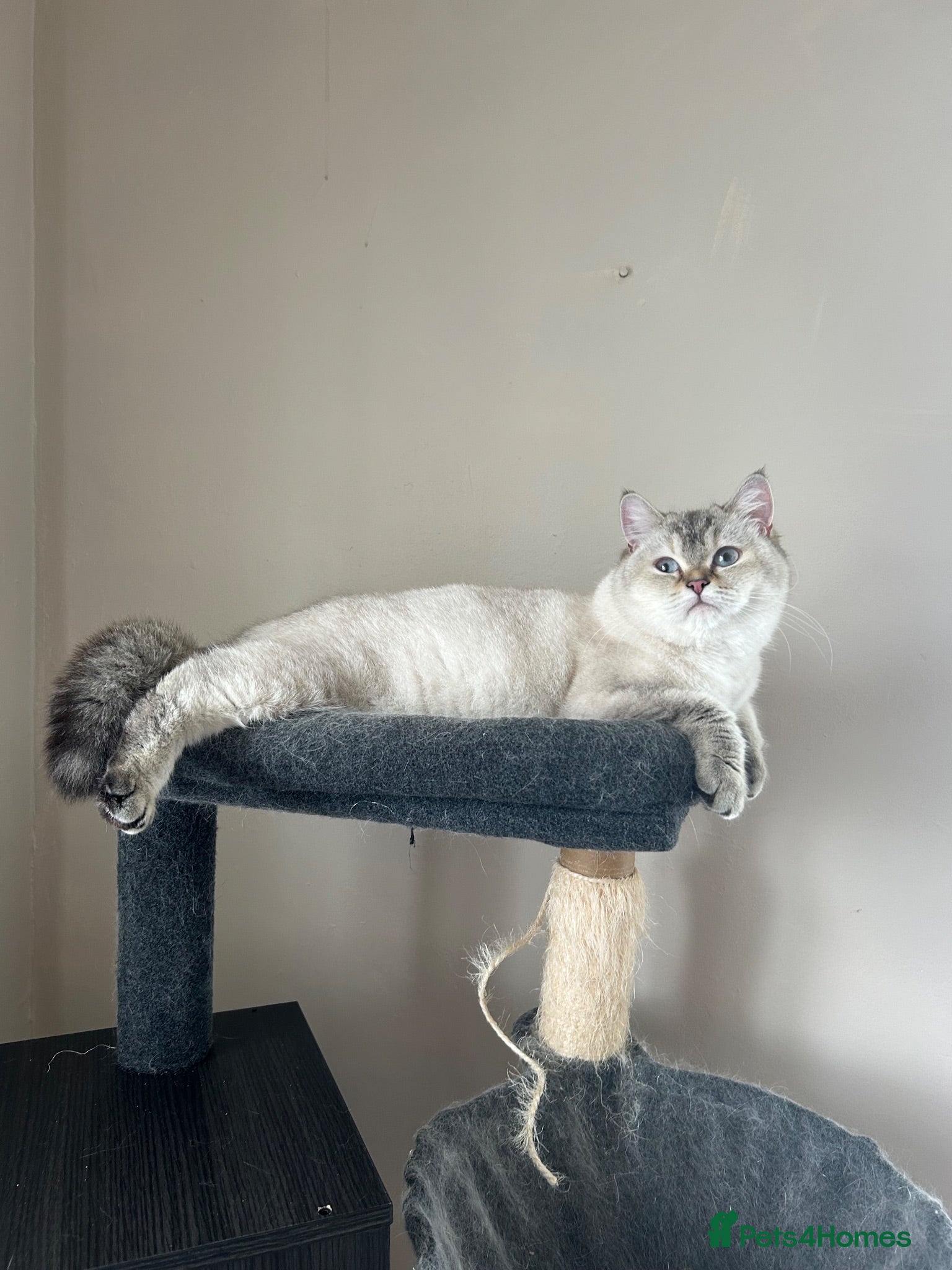 British Shorthair cats Cute BSH Kittens  - Advert 2
