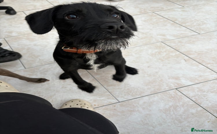 Patterdale Terrier dogs 6 month old patterdale - Advert 7