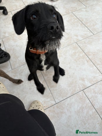 Patterdale Terrier dogs 6 month old patterdale - Advert 7