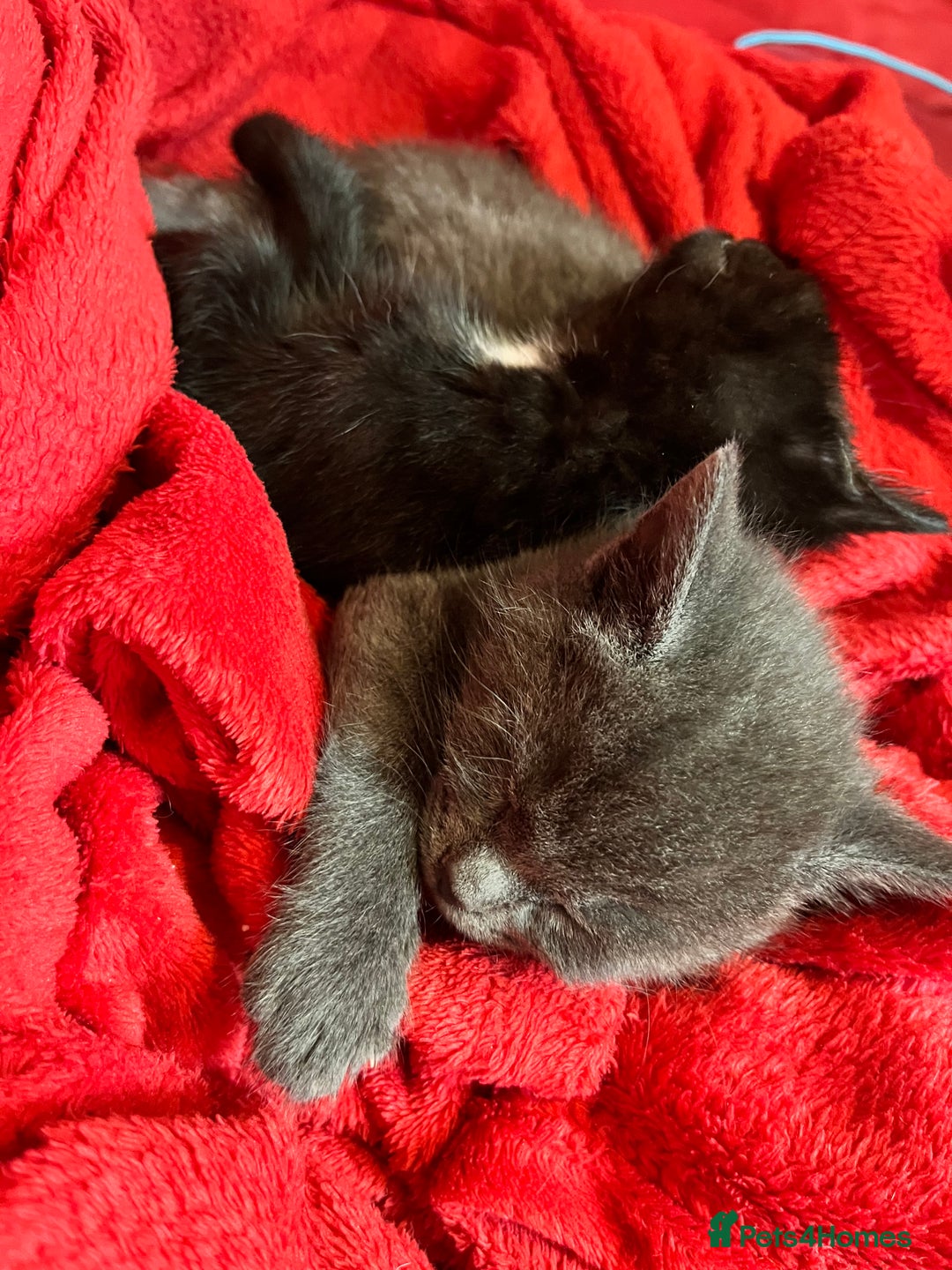 British Shorthair cats for sale: Little and cute kittens ready to go to new home - Image 3