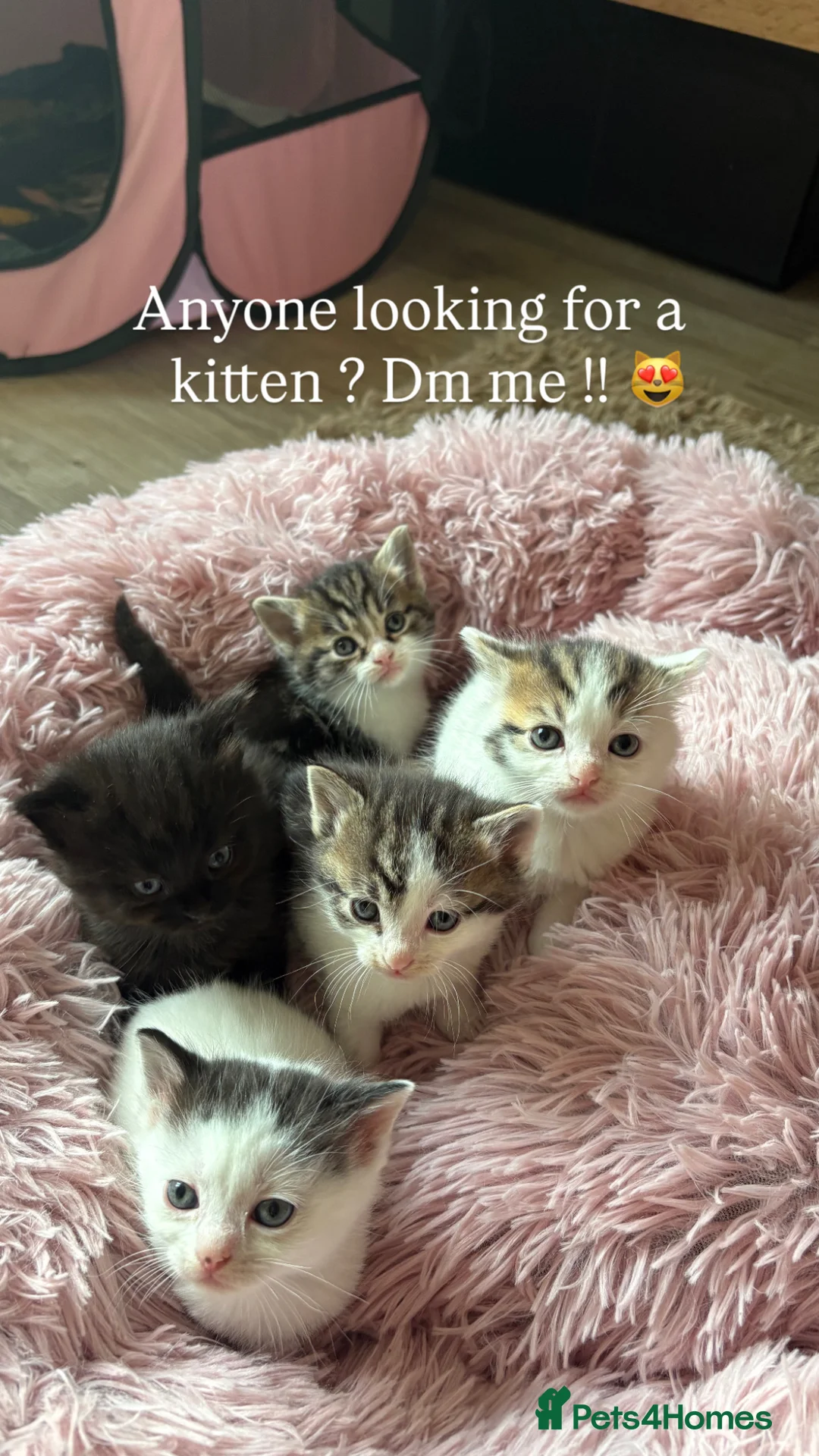 Mixed Breed cats for sale: Kittens  in Cheddar - Advert 7