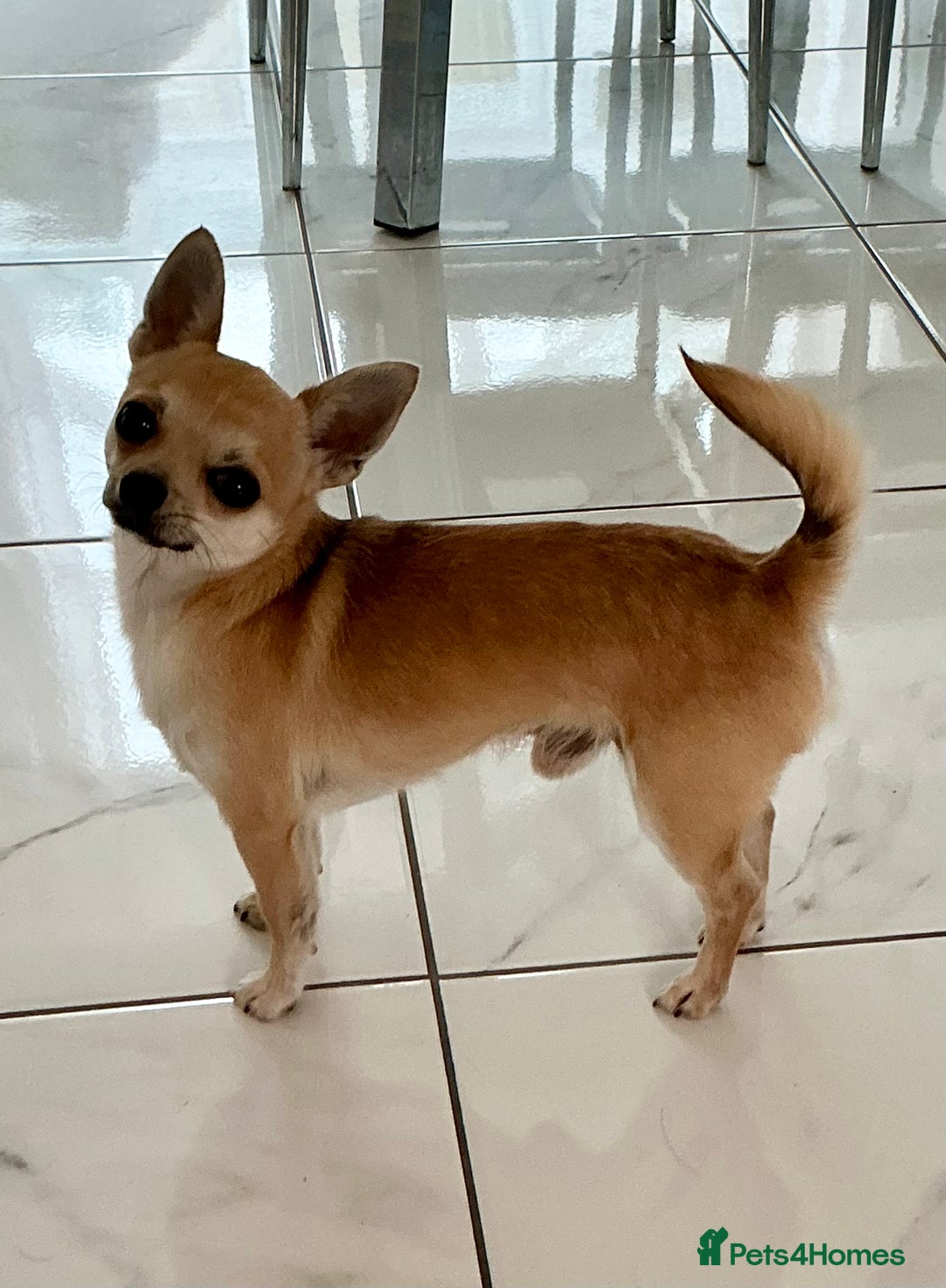Chihuahua dogs for sale: KC Reg Crufts Qualified Smoothcoat little Boy  - Image 11