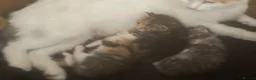 Mixed Breed cats for sale: Beautiful kittens looking for new homes ❤️  in Bootle - Advert 2