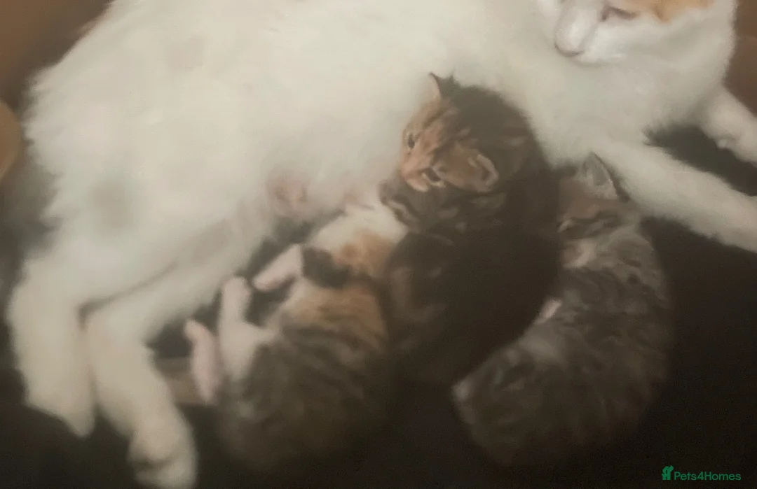 Mixed Breed cats for sale: Beautiful kittens looking for new homes ❤️  in Bootle - Advert 2