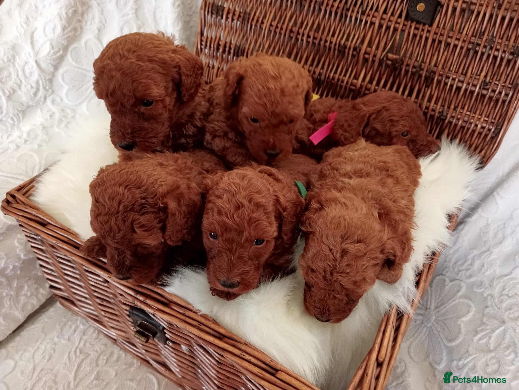 Toy Poodle dogs *****Stunning Fox Red Toy Poodle puppies***** - Advert 2