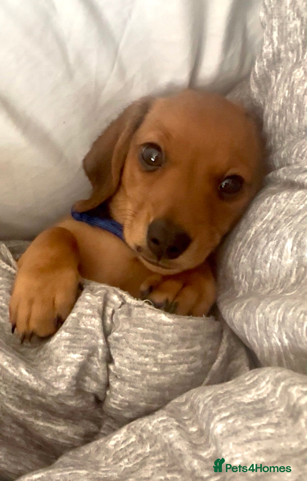 Miniature Dachshund dogs Your new best friend awaits🥰 5 gorgeous boys🩵 - Advert 15