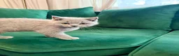 British Shorthair cats for sale: Full Pedigree British Shorthair Kittens  - Advert 7