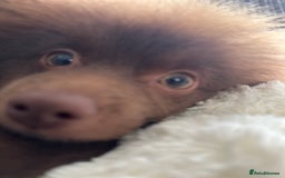 Pomeranian dogs for sale: Adorable pair of 1 year old Pomeranian boys!  - Image 18