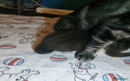 Mixed Breed cats for sale: 4 beautiful kittens - Image 19