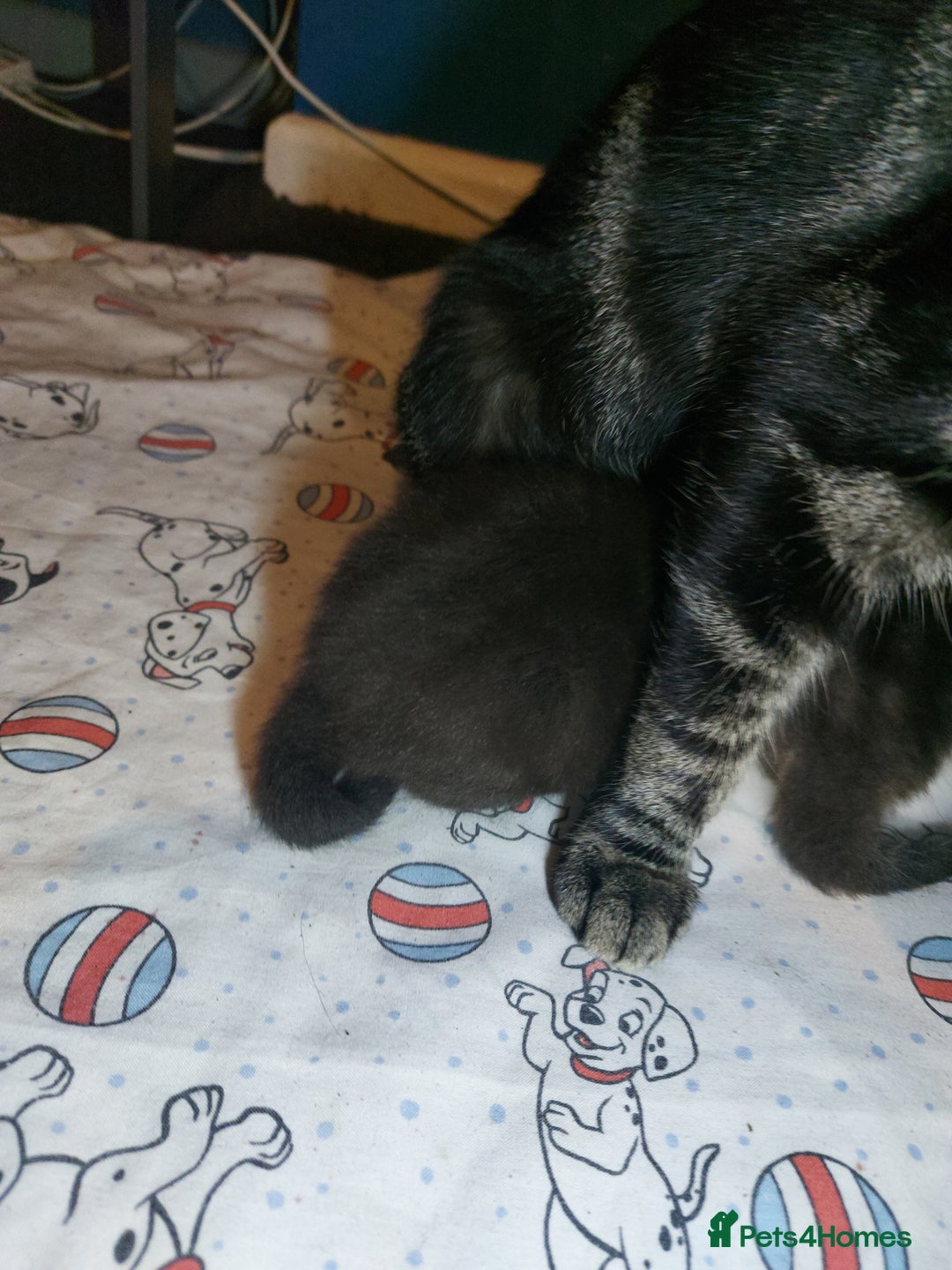 Mixed Breed cats for sale: 4 beautiful kittens - Image 19