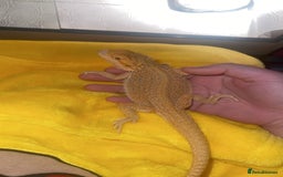 Bearded Dragon reptiles for sale: Boy bearded dragon for sale  - Advert 5