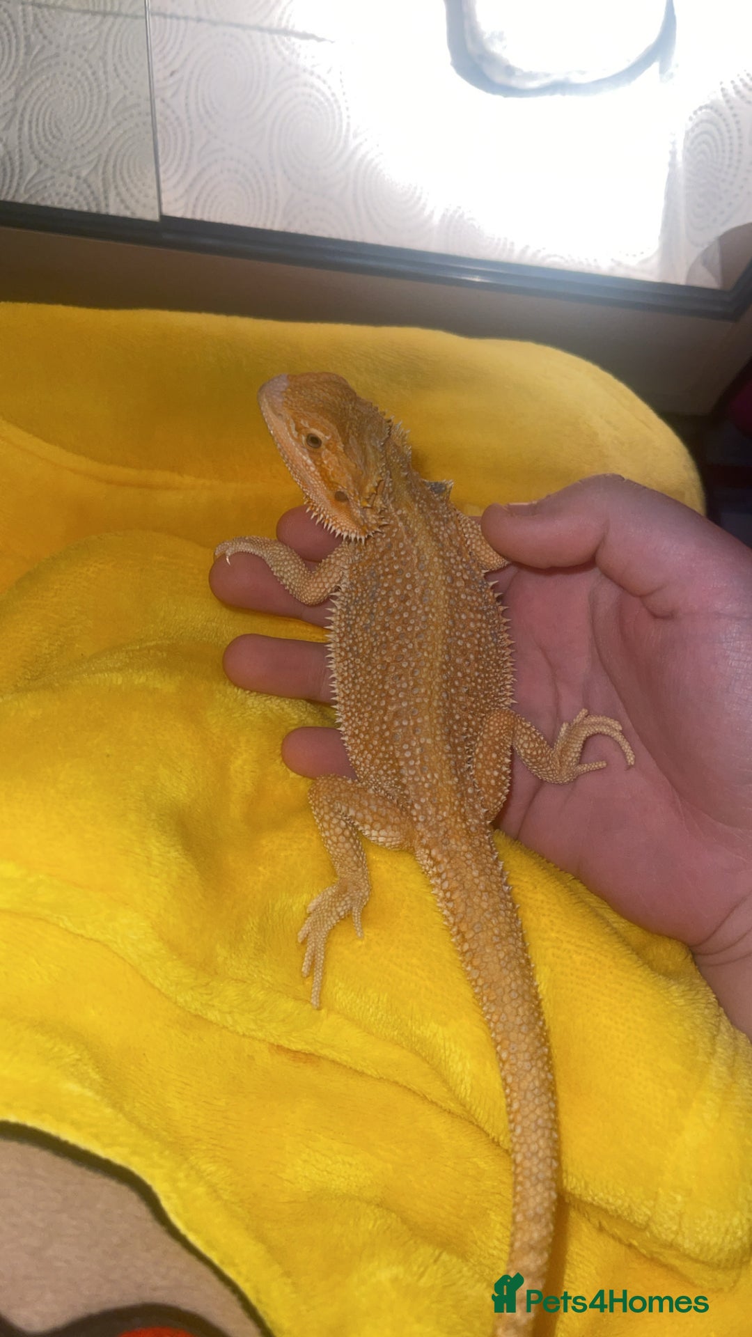 Bearded Dragon reptiles for sale: Boy bearded dragon for sale  - Advert 5