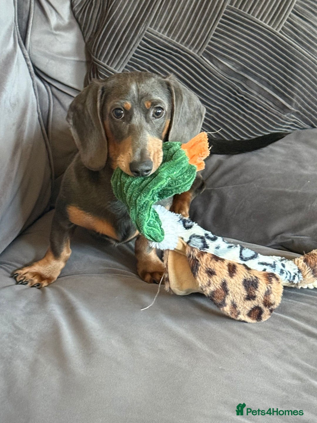 Dachshund dogs for sale: Richmond looking for his forever home  - Advert 4
