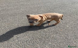 Mixed Breed dogs for sale: Olde Tyme Bulldog x American Staffordshire Pups - Image 19