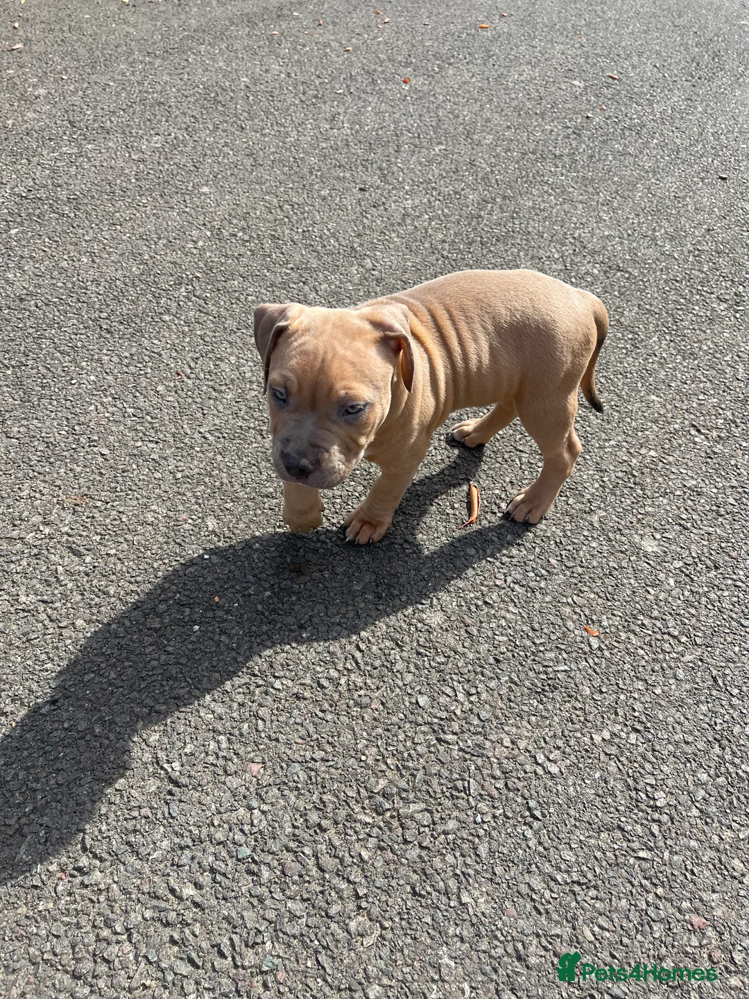 Mixed Breed dogs for sale: Olde Tyme Bulldog x American Staffordshire Pups - Advert 8