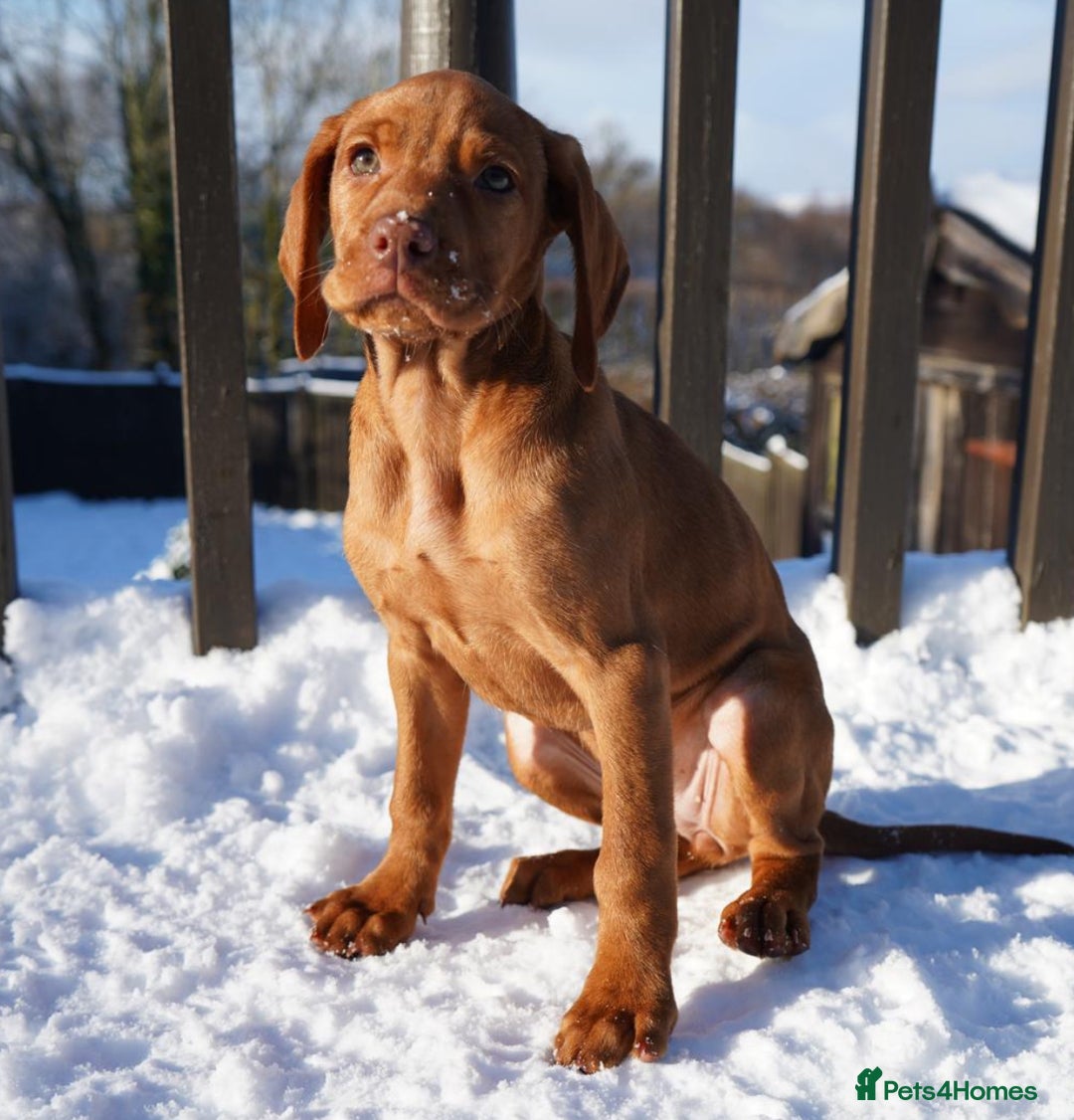 Hungarian Vizsla dogs for sale: Beautiful Fully Trained KC Hungarian Vizsla Puppy - Advert 4
