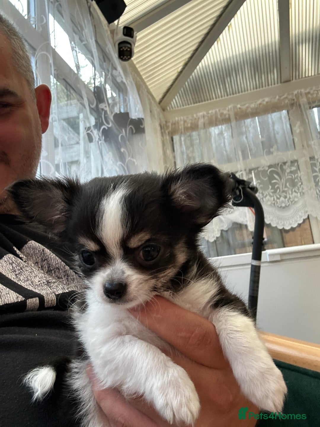 Chihuahua dogs for sale: Chihuahua  - Image 28
