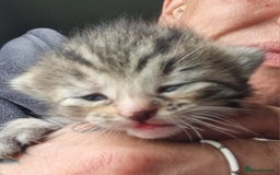 Maine Coon cats for sale: Main coon/ British short hair mix - Image 3