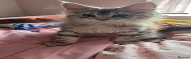Maine Coon 2 yoda