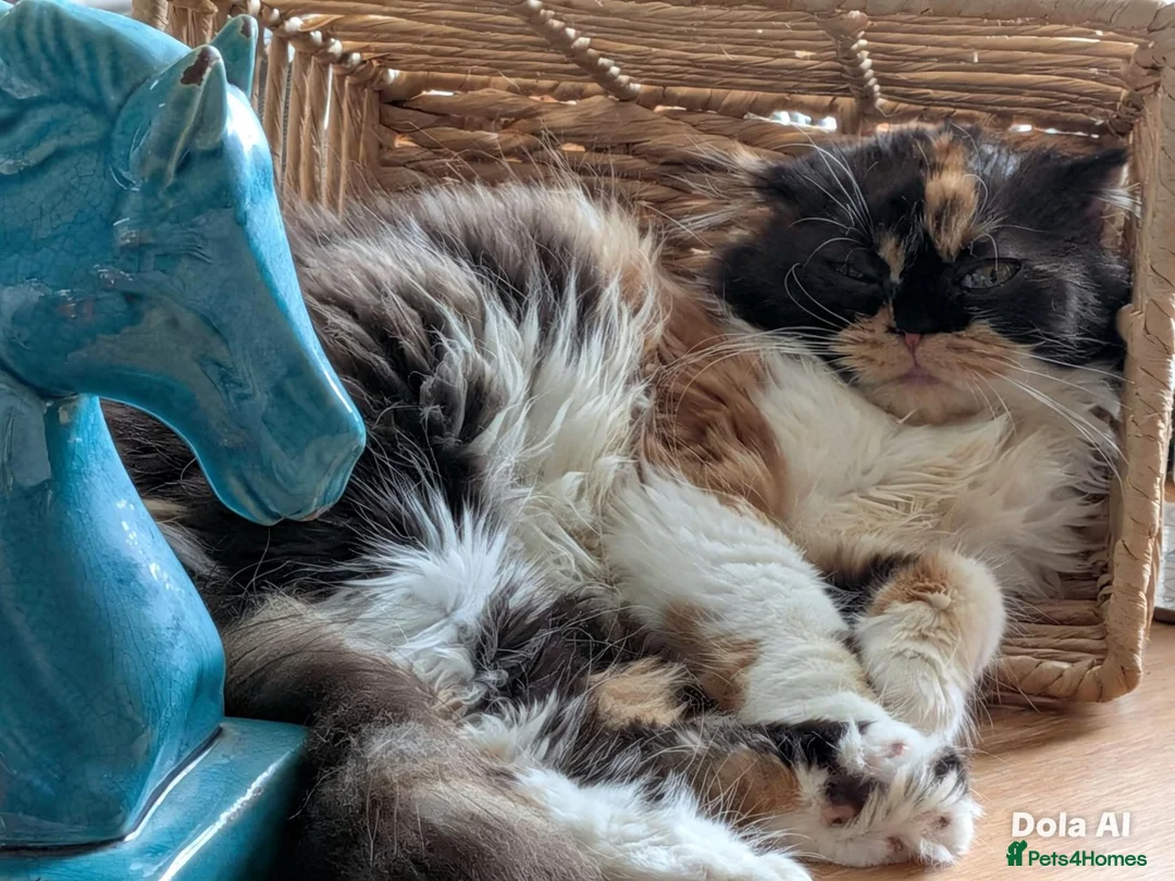 Exotic cats for sale: Meet Calliope- your future landlady  - Advert 2