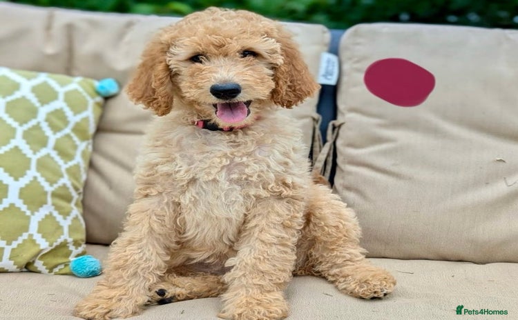 Goldendoodle dogs - Advert 1