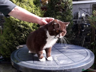 British Shorthair cats ADSEPBR WELSH BOYO BROWN AKA BARNEY in Cardiff - Advert 10