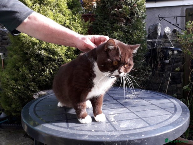 British Shorthair cats ADSEPBR WELSH BOYO BROWN AKA BARNEY in Cardiff - Advert 4