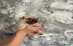 French Bulldog dogs for sale: KC REGISTERED FRENCH BULLDOG PUPPIES - Image 11