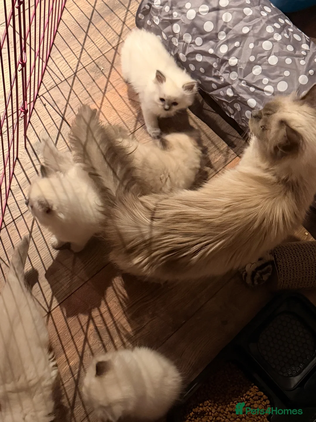 Ragdoll cats for sale: Pure bred blue pointed lynx ragdolls - Advert 2