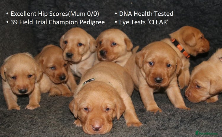 Labrador Retriever dogs - Advert 5
