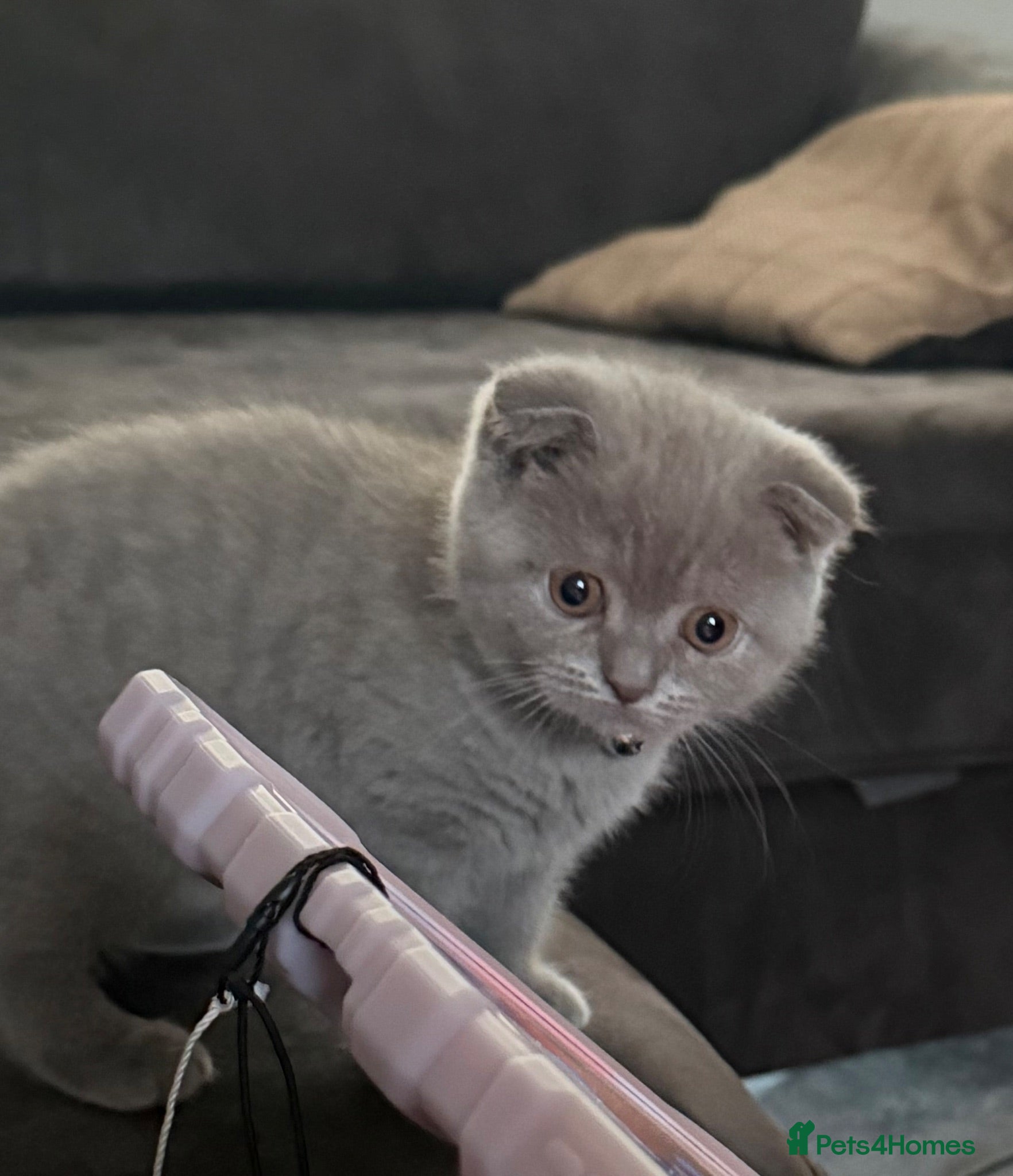 Mixed Breed cats Scottish Fold to be rehomed  - Advert 3