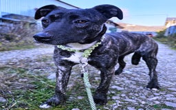 Mixed Breed dogs for adoption: A Beautiful and Gentle Girl - for a Loving Home - Image 10