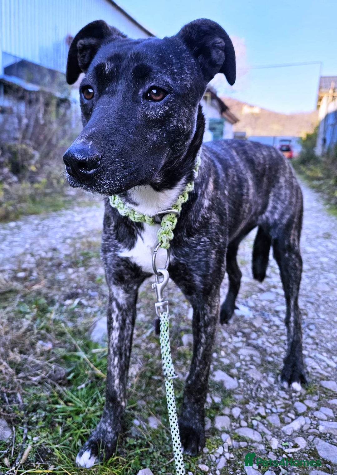 Mixed Breed dogs for adoption: A Beautiful and Gentle Girl - for a Loving Home - Image 10