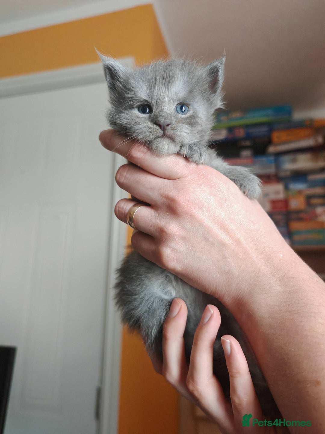 Maine Coon cats for sale: Shaded and Shell Maine Coon kittens - Image 18