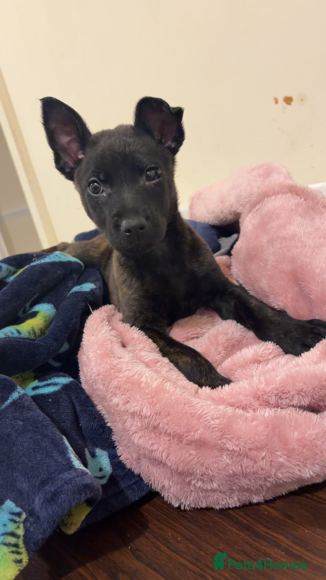 Belgian Shepherd Dog dogs for sale: 9 week old female Belgium mali  - Advert 5