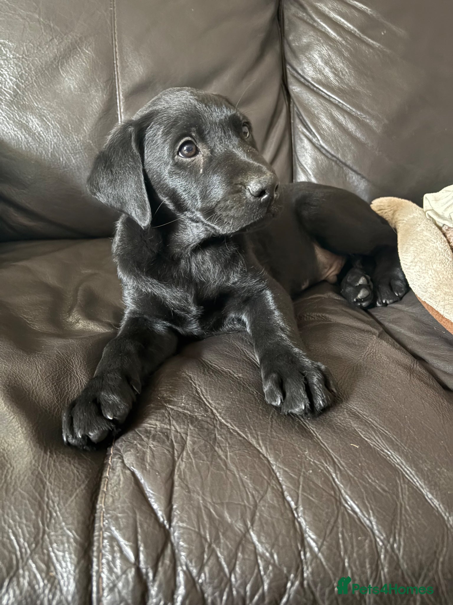 Labrador Retriever dogs Labrador puppy for sale ready to go - Advert 8