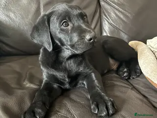 Labrador Retriever dogs Labrador puppy for sale ready to go - Advert 8