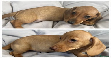 Miniature Dachshund dogs - Advert 7
