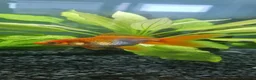 Fancy Goldfish fish for sale: Baby fancy gold fish/black moors - Advert 1