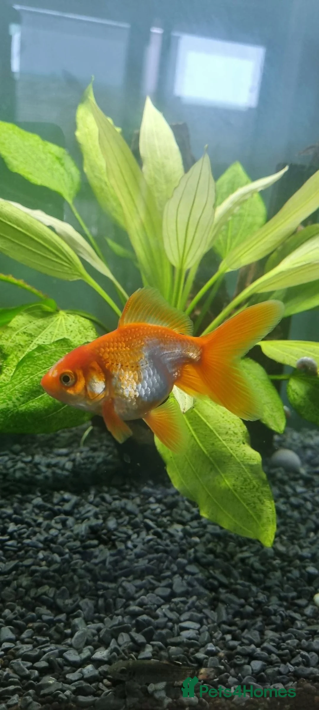 Fancy Goldfish fish for sale: Baby fancy gold fish/black moors - Advert 1
