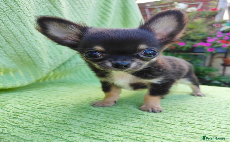 Chihuahua dogs - Advert 6