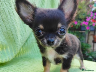 Chihuahua dogs - Advert 26