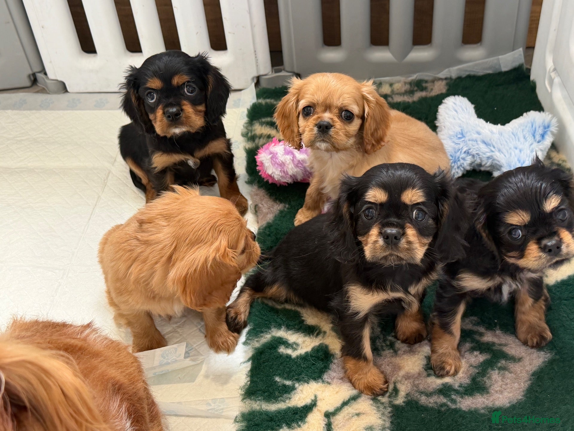 Cavalier King Charles Spaniel dogs Kennel club registered cavalier King Charles pups  - Advert 4