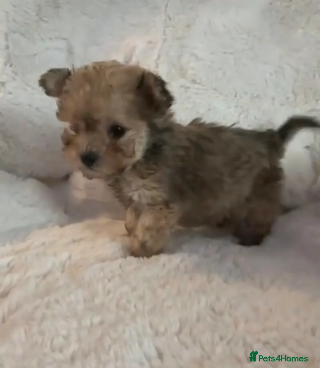 Toy Poodle dogs for sale: 3 tiny toy poodles looking for there forever home - Advert 2