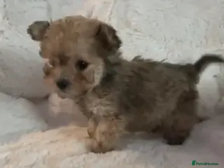 Toy Poodle dogs 3 tiny toy poodles looking for there forever home - Advert 13