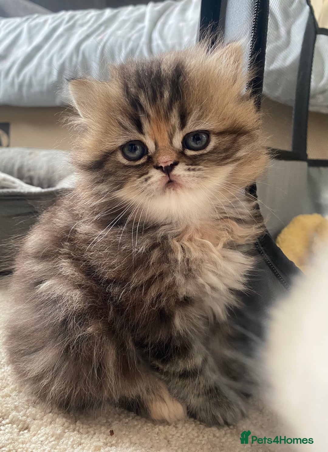 Persian cats for sale: Persian kitten still looking for her forever home  in Gateshead - Image 13