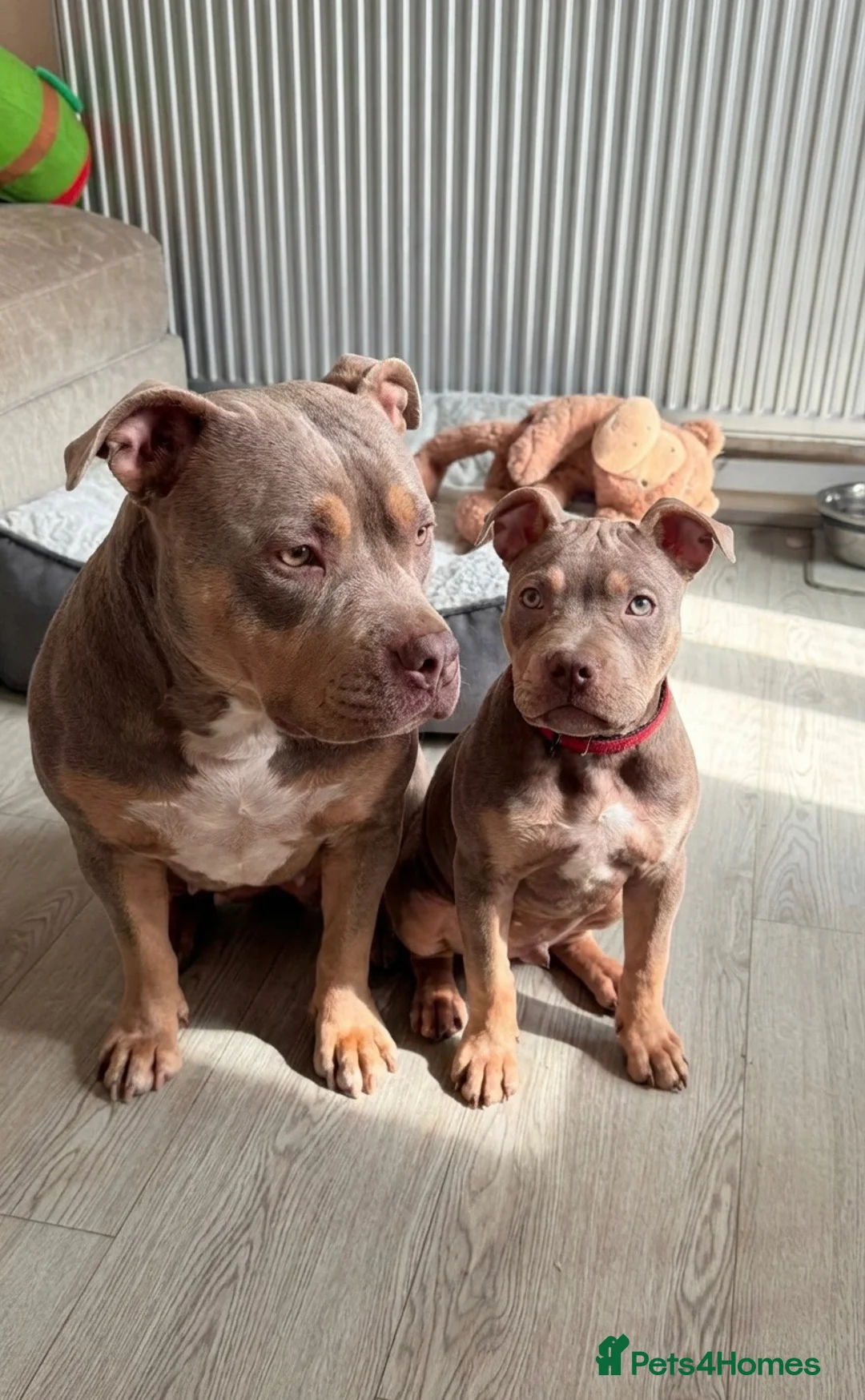 American Bully dogs for sale: Lilac tri female puppy in Birmingham - Advert 6